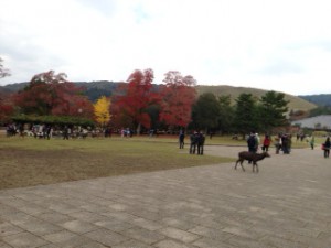 奈良公園　３